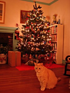 Xmas Cat Finzo